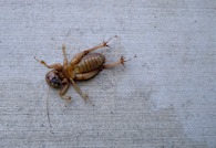 423893198 Jerusalem Cricket